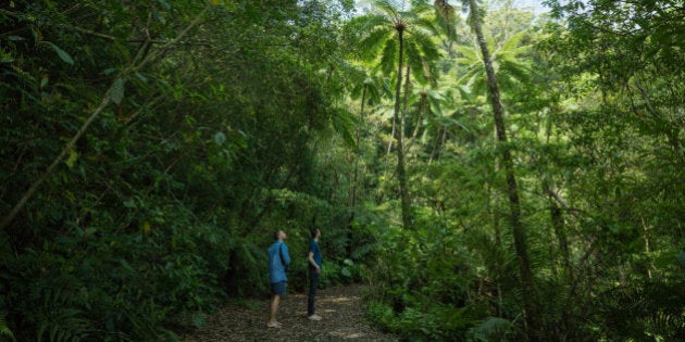 Two men looking up at the tall tree ferns in a subtropical rain forest, Amami Oshima Island of the Satsunan Islands, Kagoshima, Japan