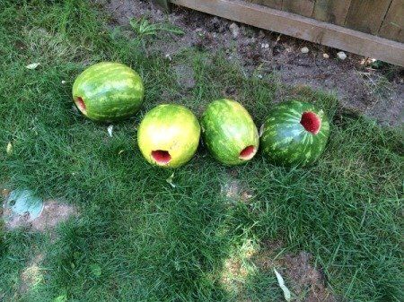 Watermelon Dry Ice Bombs