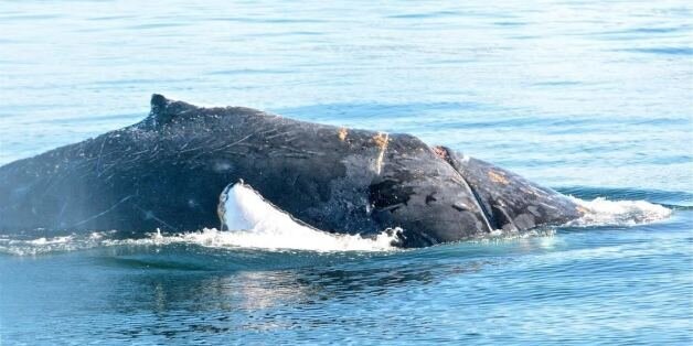 B.C. Humpback Whale Injured, Tangled In Rope (PHOTOS) | HuffPost ...