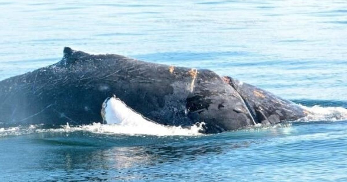 B.C. Humpback Whale Injured, Tangled In Rope (PHOTOS) | HuffPost ...