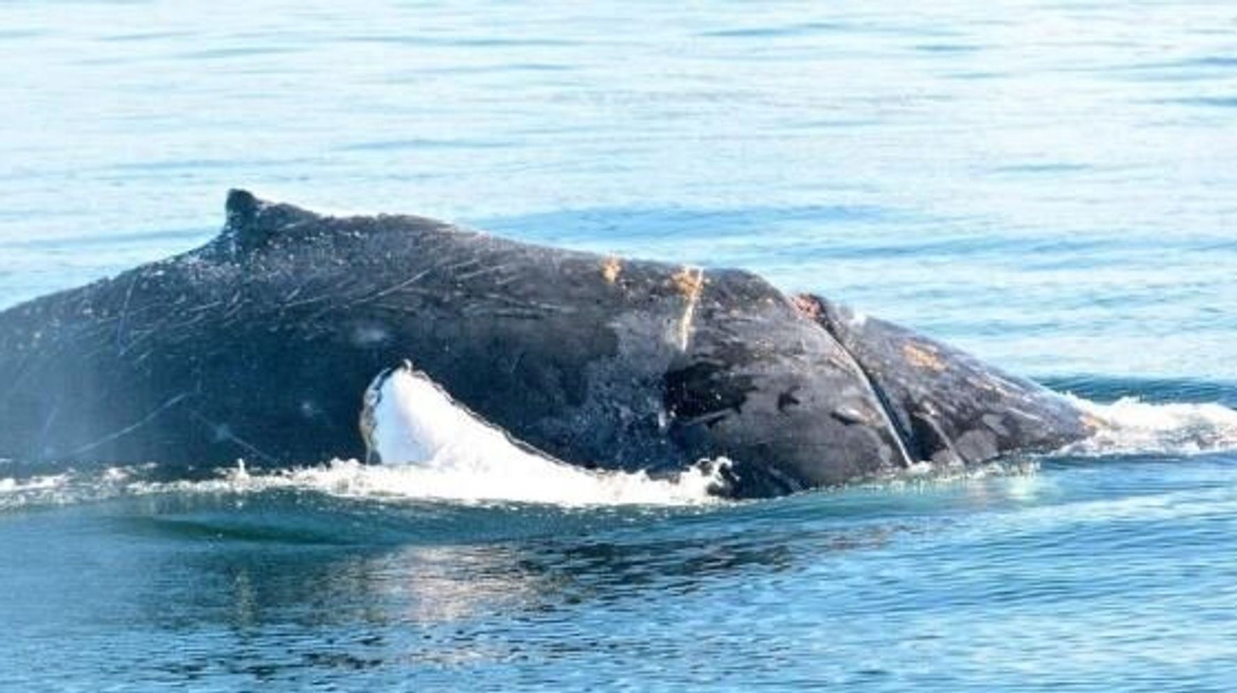 B.C. Humpback Whale Injured, Tangled In Rope (PHOTOS) | HuffPost null