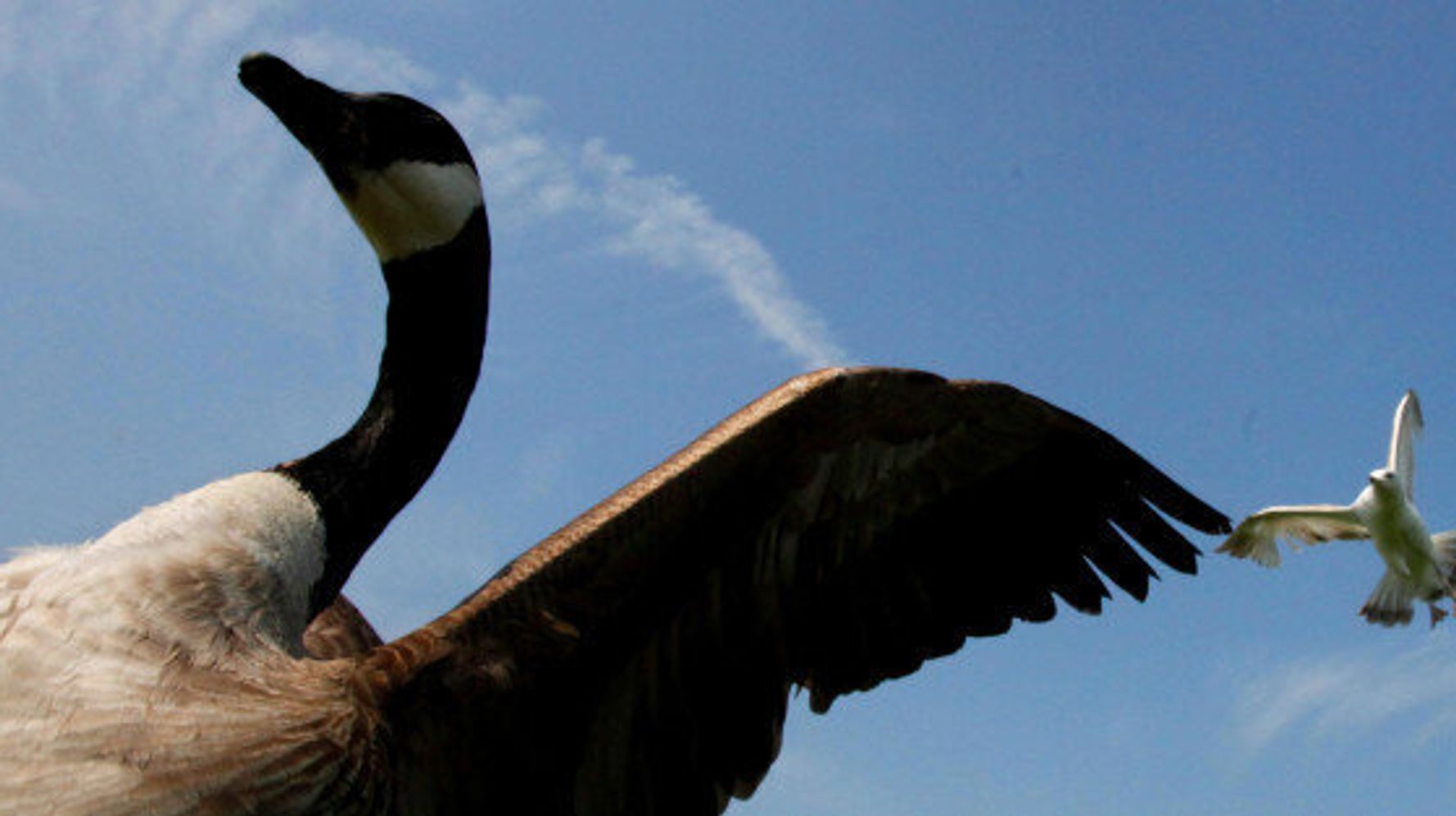 University Of Waterloo Students Bullied By Thug Goose | HuffPost News