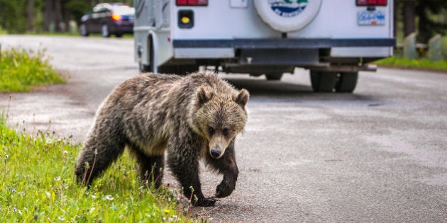 LAKE LOUISE, CANADA - JUNE 27: An adult grizzly bear walks through a nearby campground and picnic area on June 27, 2013 in Lake Louise, Alberta, Canada. Major flooding along the Bow River in June washed out the Trans-Canada Highway 1 for nearly a week, forcing park visitors to cancel their vacation plans. (Photo by George Rose/Getty Images)