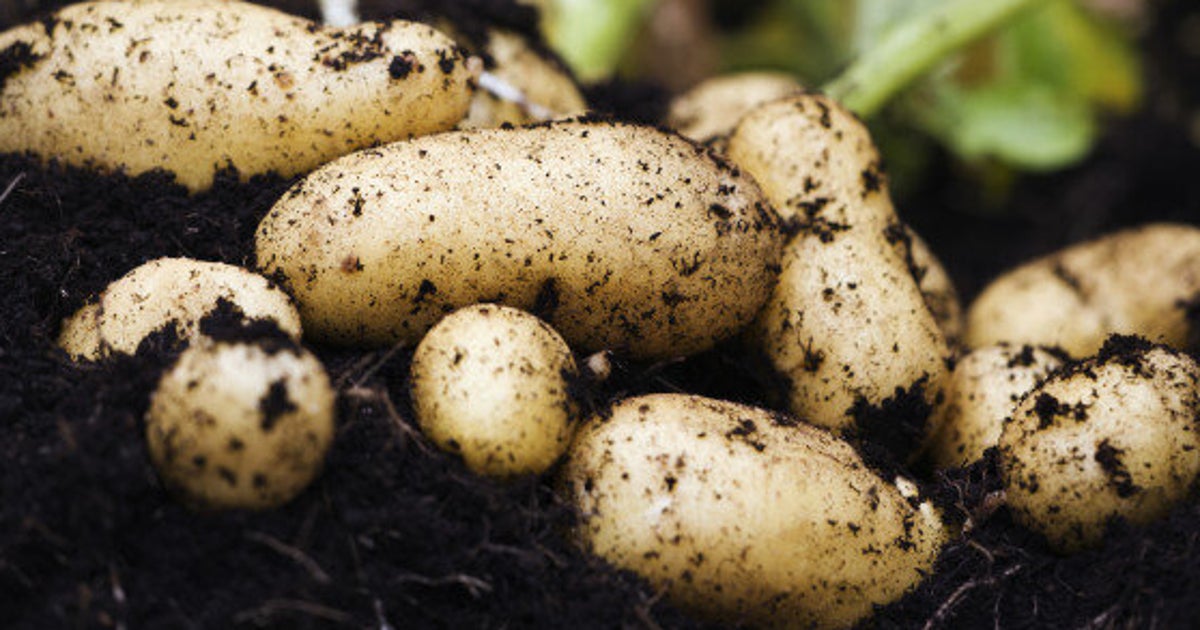 Improve Soil Quality With These Nine Foods HuffPost Life