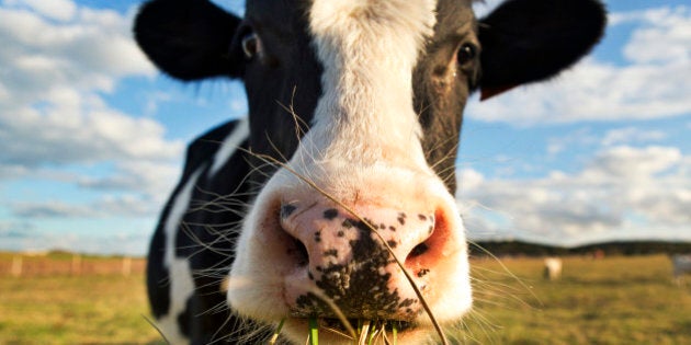 A dairy cow chewing grass in a field