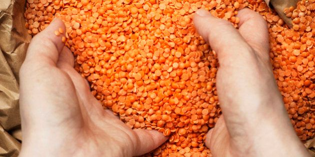 Hands playing with red lentils