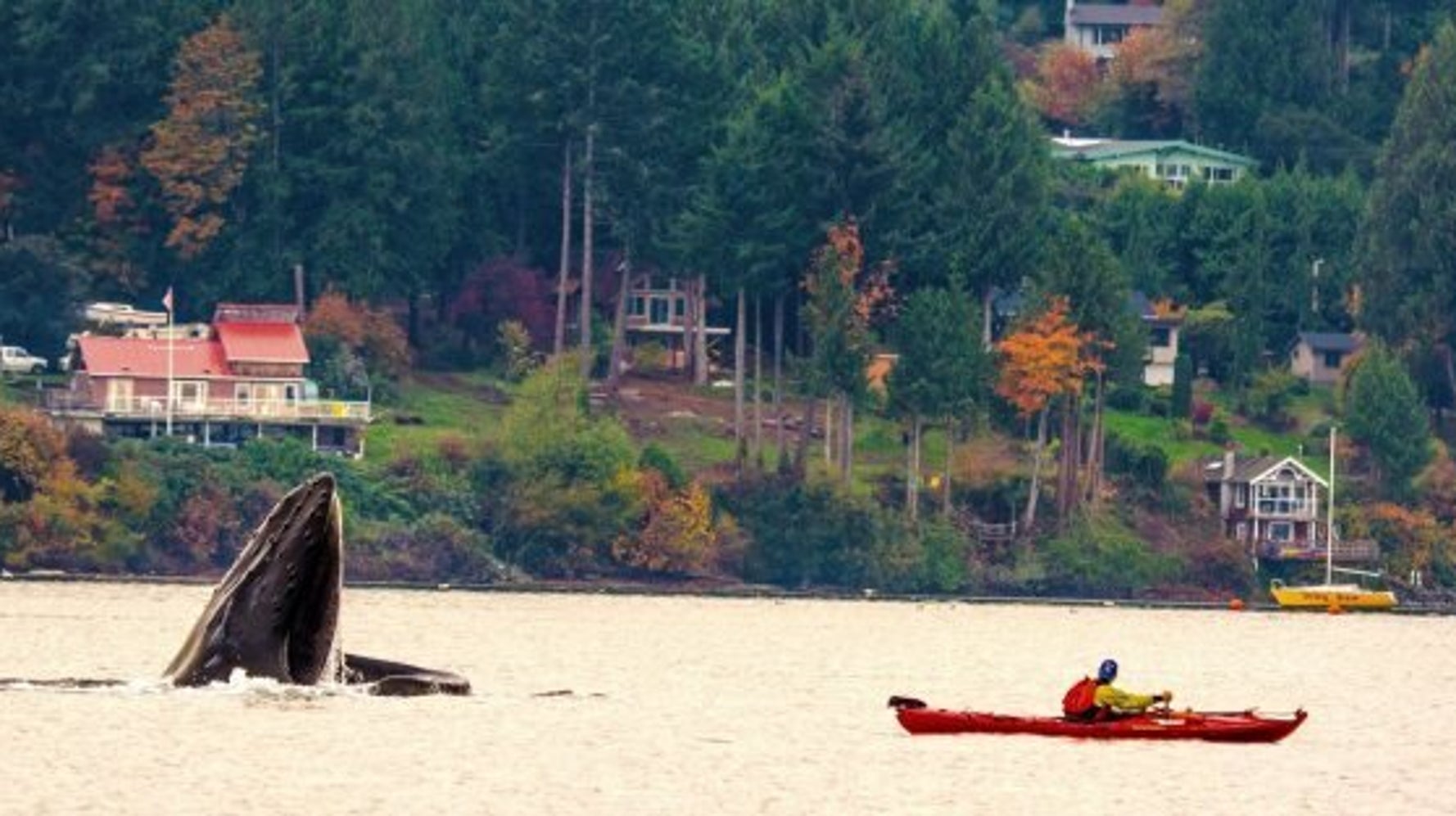 Whale In Mill Bay, B.C. Is So Very, Very Close HuffPost British Columbia