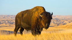 Historic Intertribal Treaty Works To Restore Bison In Western Canada,