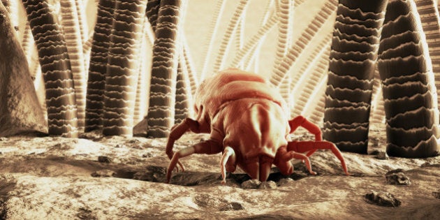 3D Rendering Of A Dust Mite