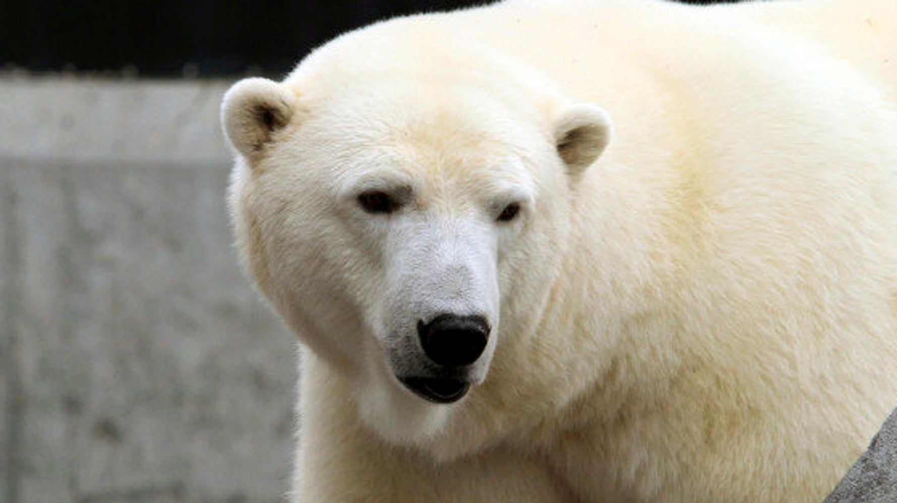 Assiniboine Park Zoo Polar Bears Poop Glitter For Science HuffPost News