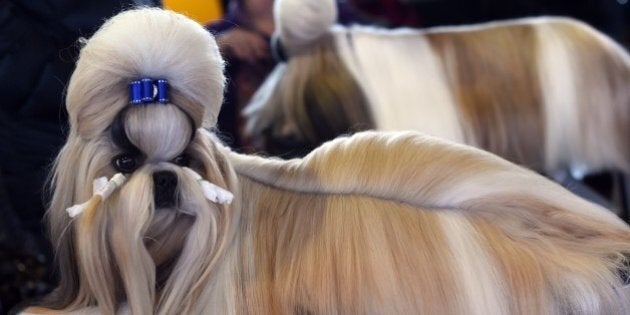 A Shih Tzu in the benching area at Pier 92 and 94 in New York City on the first day of competition at the 139th Annual Westminster Kennel Club Dog Show February 16, 2015. The Westminster Kennel Club Dog Show is a two-day, all-breed benched show that takes place at both Pier 92 & 94 and at Madison Square Garden in New York City. AFP PHOTO / TIMOTHY A. CLARY (Photo credit should read TIMOTHY A. CLARY/AFP/Getty Images)