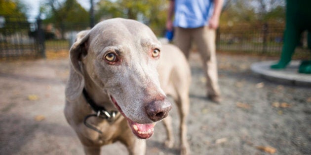 Dog In Kamloops B C Gets High From Leftover Pot Butts Huffpost