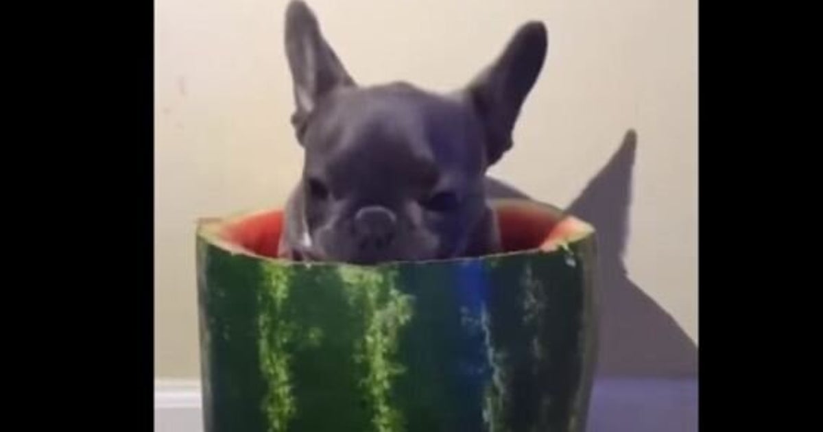 French Bulldog Shows Us The Most Amazing Way To Eat Watermelons
