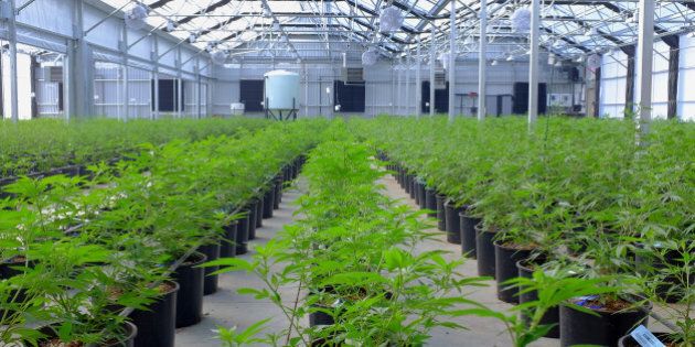 Marijuana plants grow in a greenhouse at the Los Suenos Farms facility in Avondale, Colorado, U.S., on Thursday, Feb. 25, 2016. About 938 dispensaries, which outnumber Starbucks in Colorado, in 2015 yielded $135 million in state taxes and fees, 44 percent more than a year earlier. Yet as the market enters its third year after voters legalized retail sales in 2012, officials question whether the newfound income outweighs the escalating social costs. Photographer: Matthew Staver/Bloomberg via Getty Images