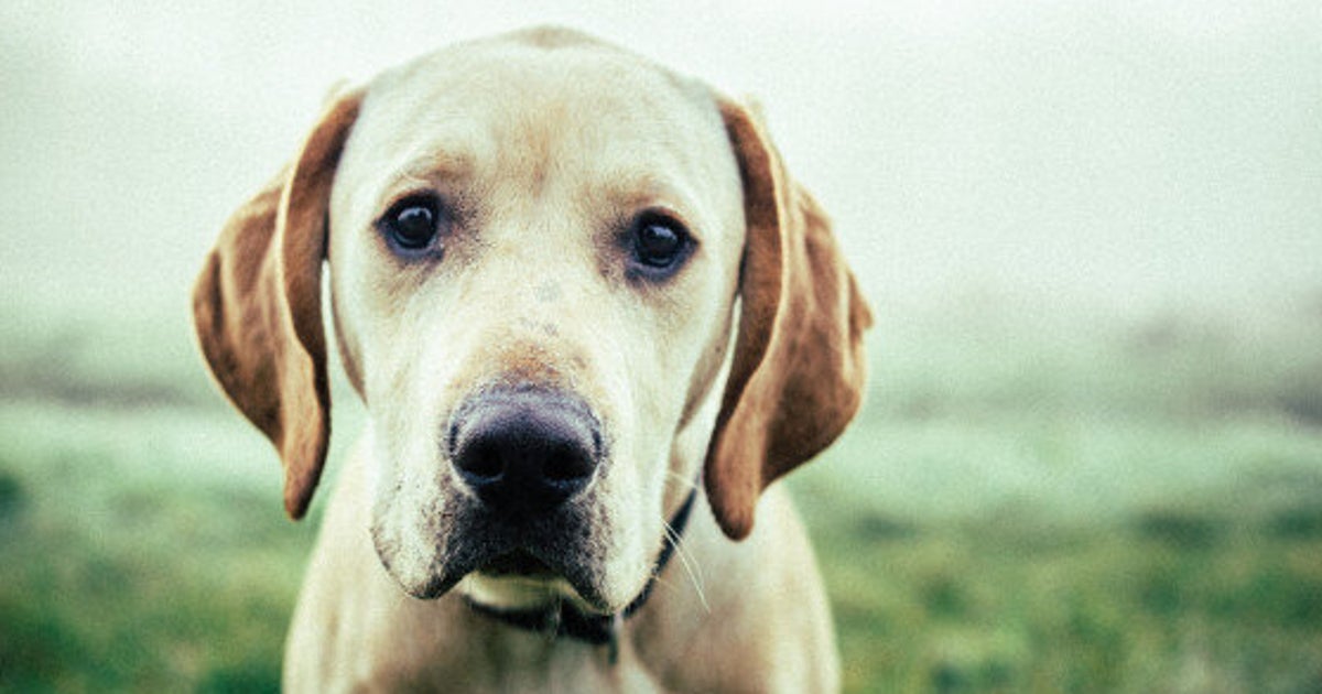 Xylitol, Found In Sugarless Gum, Can Poison Your Dog HuffPost Life