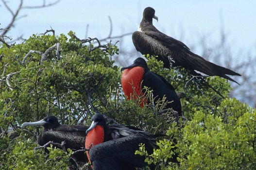 Magnificent frigatebird - Antigua and Barbuda