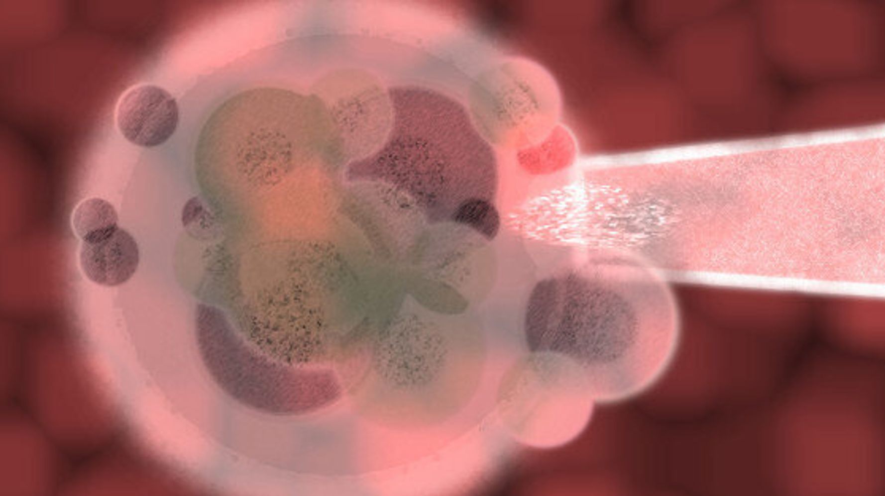 Стволовые клетки печени. Регенерация клеток. Регенерация эмбриона. Клеточная тканевая регенерация. Регенерирующие клетки.