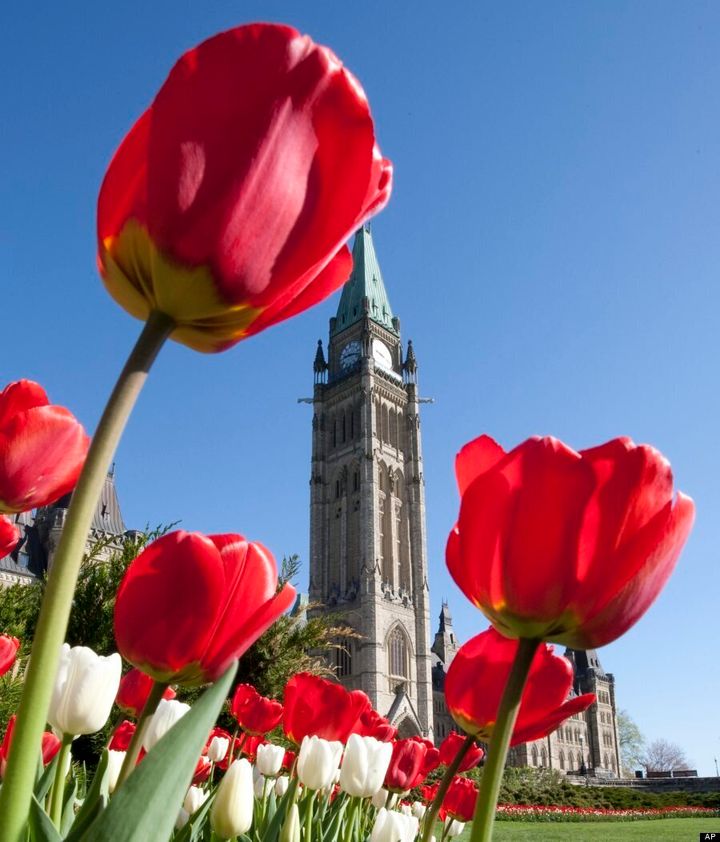 Пасха в канаде 2024. Канадский фестиваль тюльпанов в Оттаве. Фестиваль тюльпанов в Канаде. Тюльпаны в Канаде. Канадский фестиваль тюльпанов.