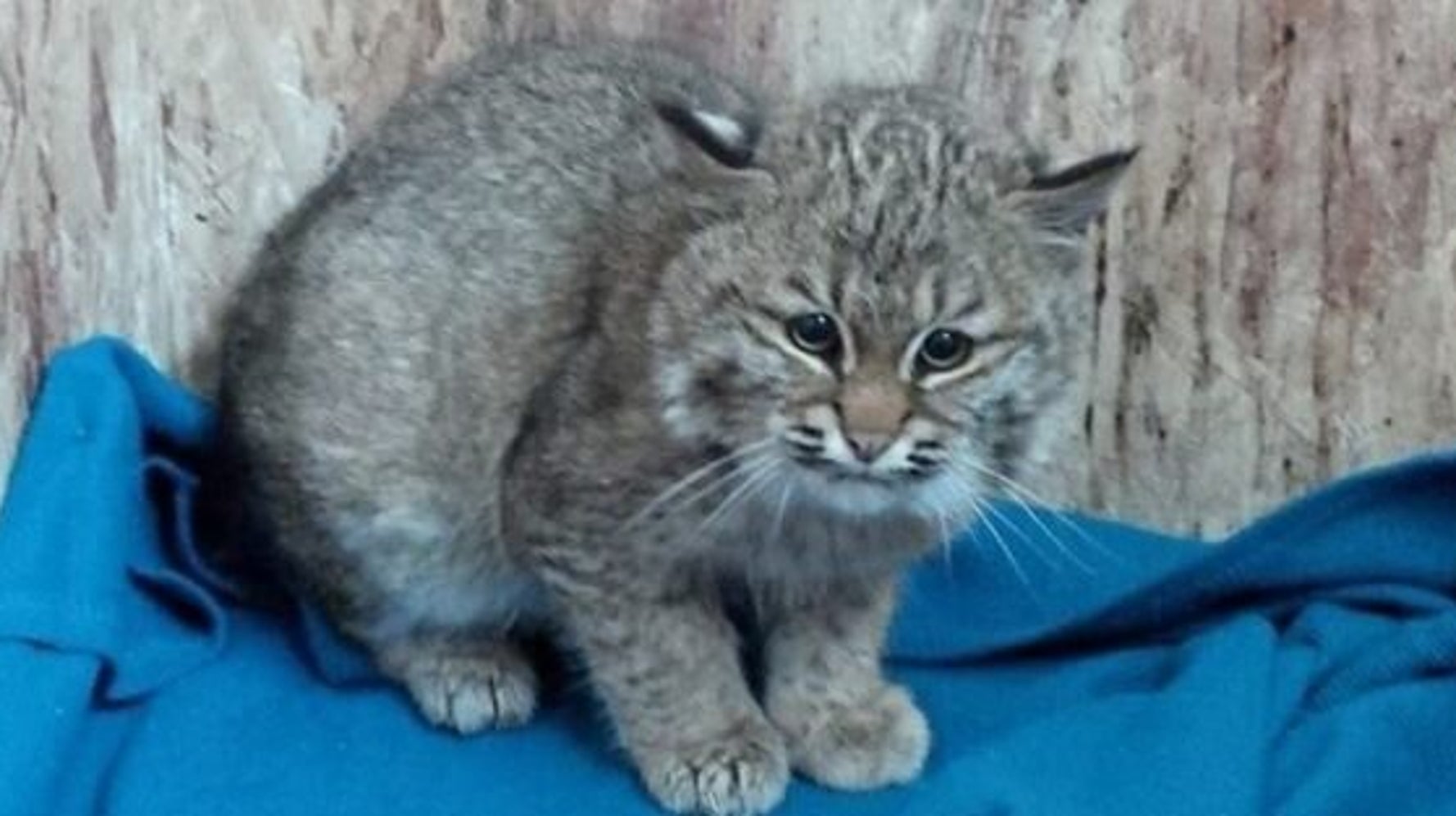 Rescued Baby Bobcat At Wildlife Haven Rehabilitation Centre Is Stealing Our Hearts HuffPost 