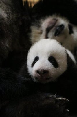 This Adorable Baby Panda Can T Seem To Roll Over Huffpost Canada Life