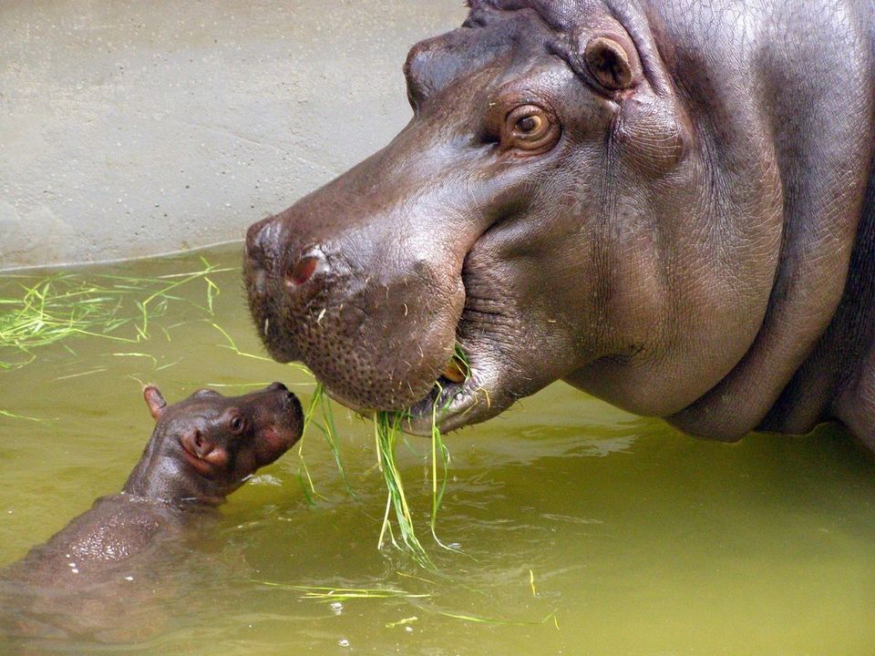 Baby Hippo And Mom Eating