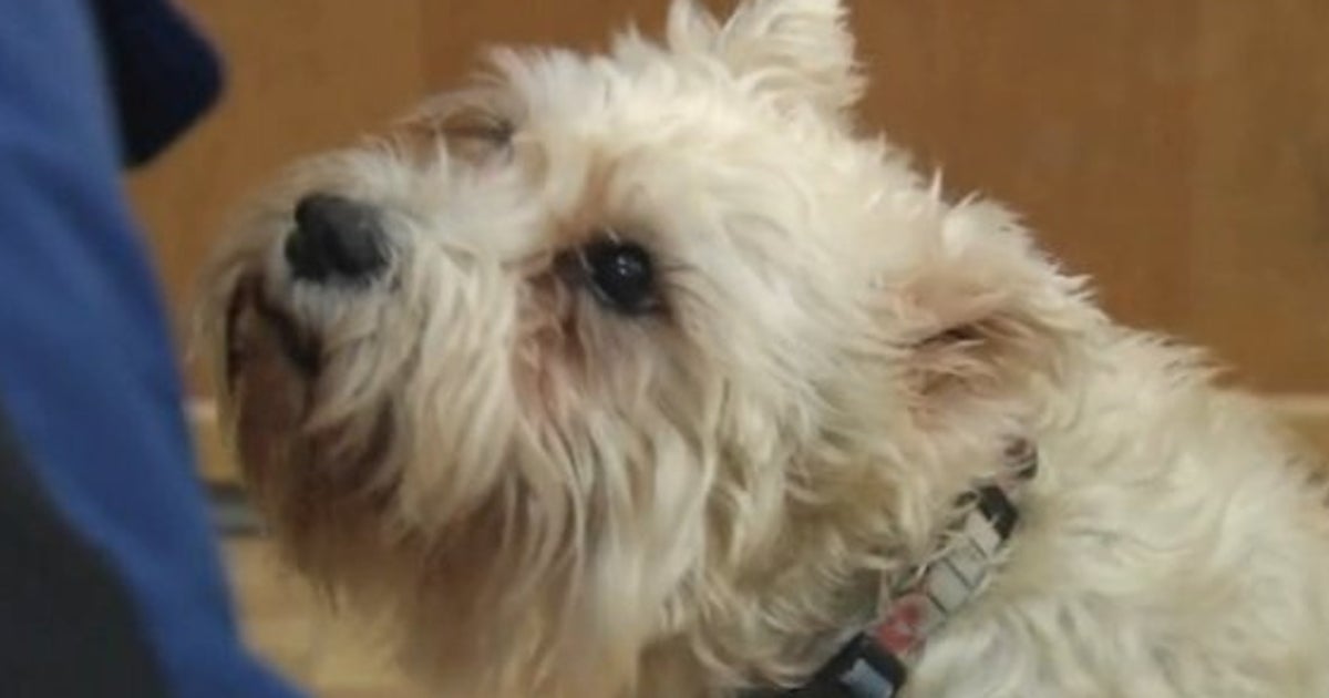 Sissy, Miniature Schnauzer, Turns Up At Hospital Just To See Her Owner ...