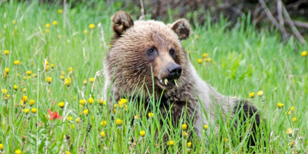 A young grizzly bear feeding on dandelions and other flowers.