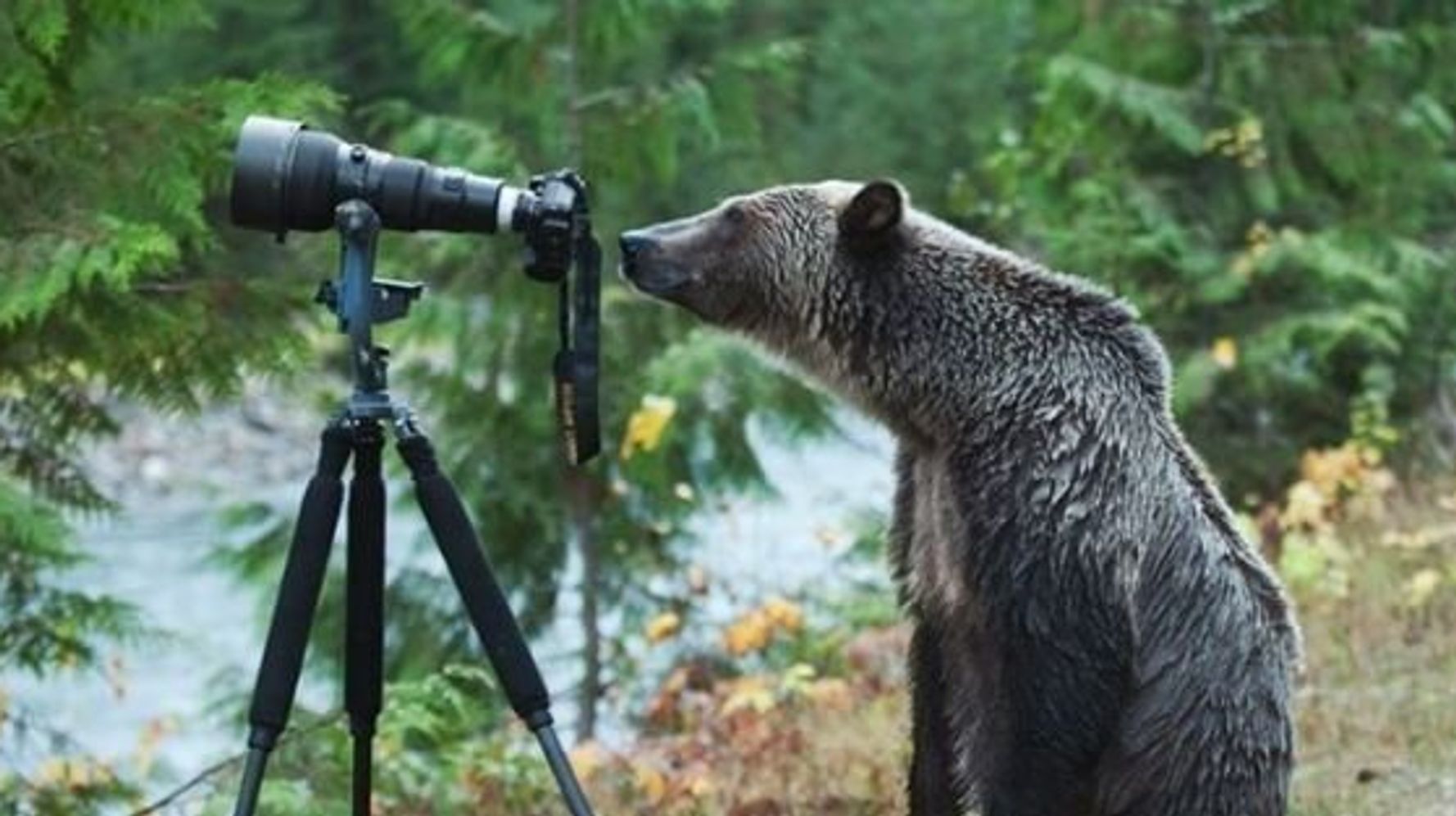 Grizzly Bear Turns Into Wannabe Photographer In B.C. | HuffPost Canada