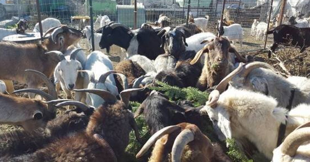 Christmas Tree Recycling Program Gets Help From San Francisco Goats
