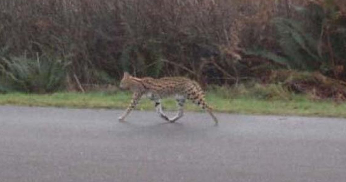 Escaped Exotic Serval Cat Killed By Truck On Vancouver Island