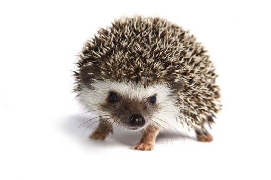 <strong>Hedgehogs</strong>