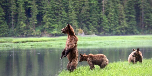Canada, British Columbia, Khutzeymateen Grizzly Bear Sanctuary, Female grizzly bear (Ursus arctos horribilis) and her two cubs watching warily across water, Toward opposite bank where they would like to swim