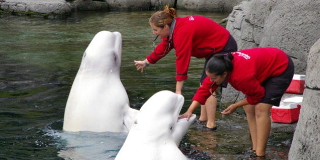 Two belugas and two people.