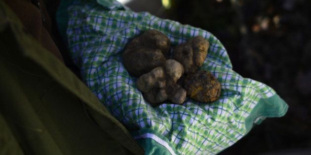 Ezio, 67, truffle's hunter for 50 years, shows truffles found by his dog, Jolli, on November 25, 2013 in Monchiero's woods, near Turin. AFP PHOTO / OLIVIER MORIN (Photo credit should read OLIVIER MORIN/AFP/Getty Images)