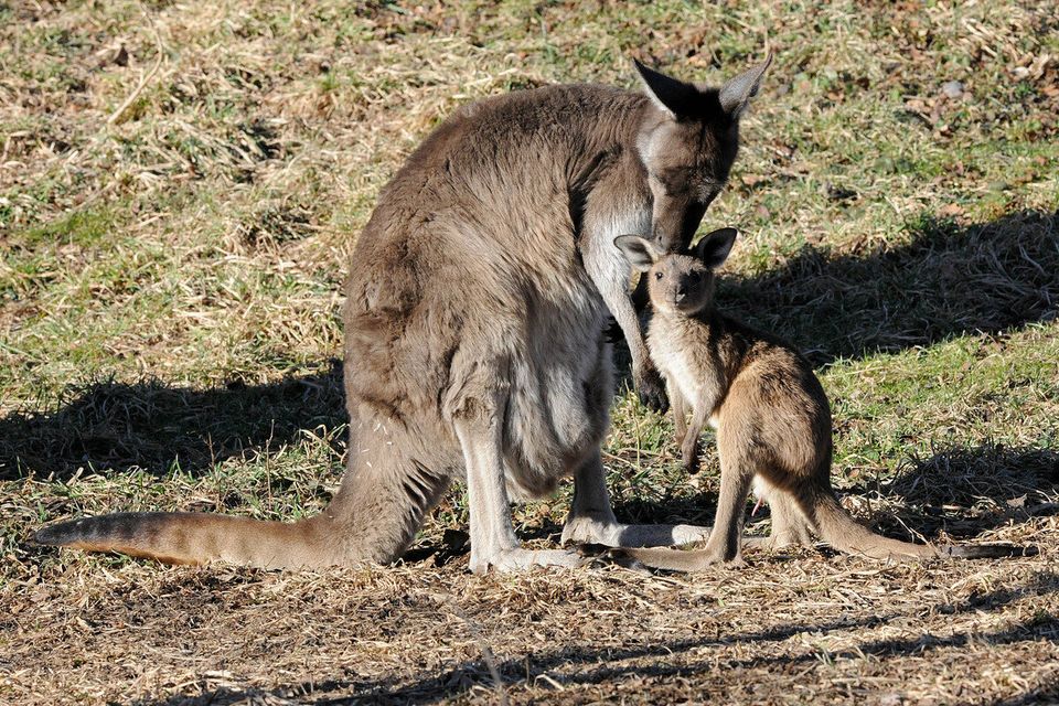 Brookfield's Kangaroo Joey