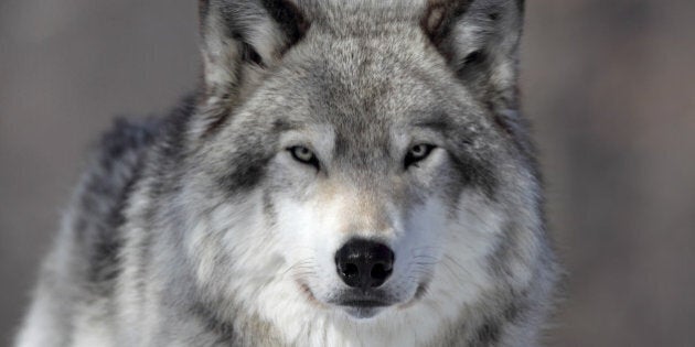 Closeup of a Grey Wolf in Parc Omega, Quebec.