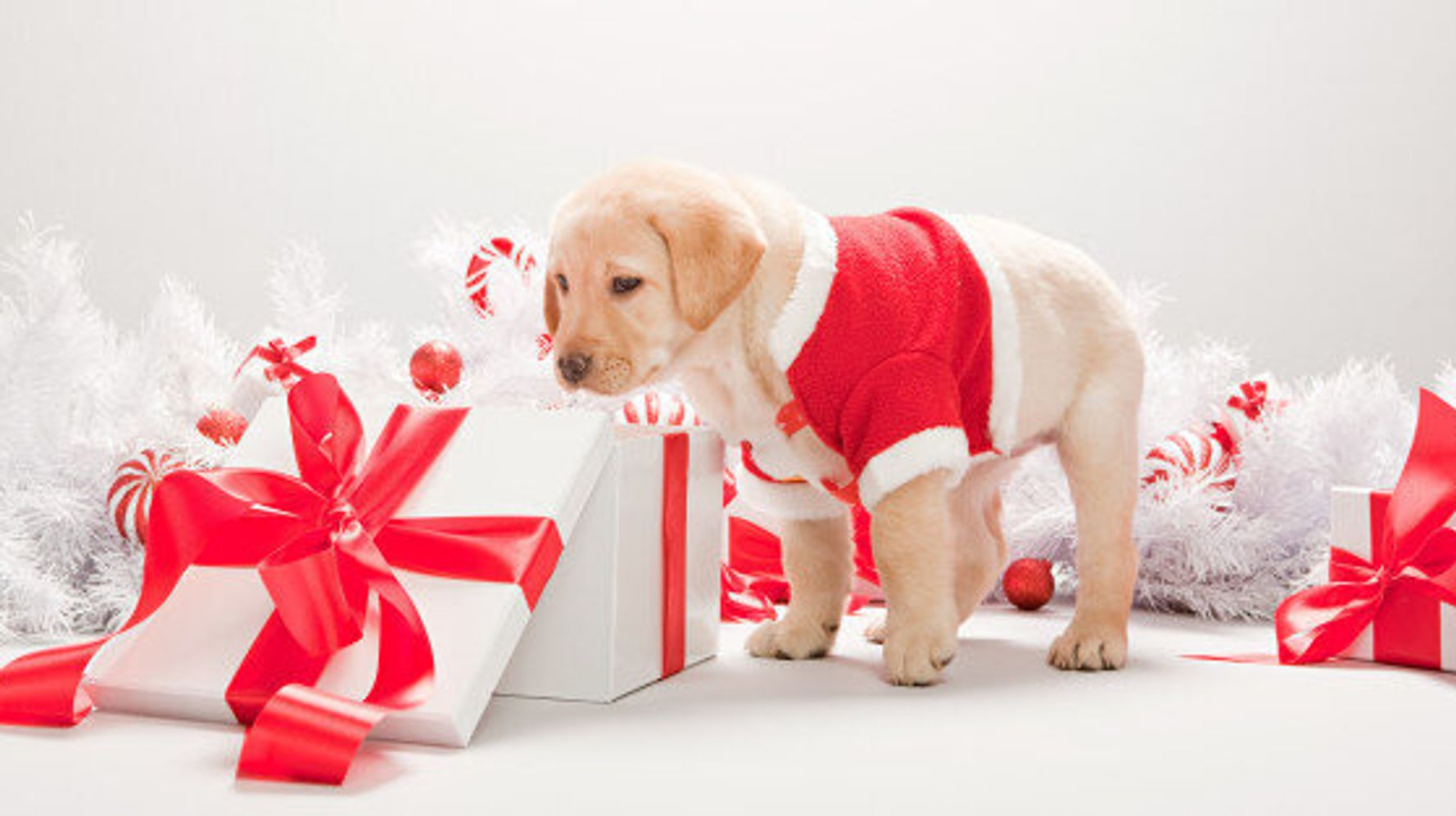 25 Cute Christmas Gifts for Dogs, Cats & Owners - King Duke's
