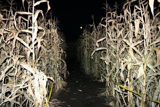 Get Lost In Alberta's Corn Mazes