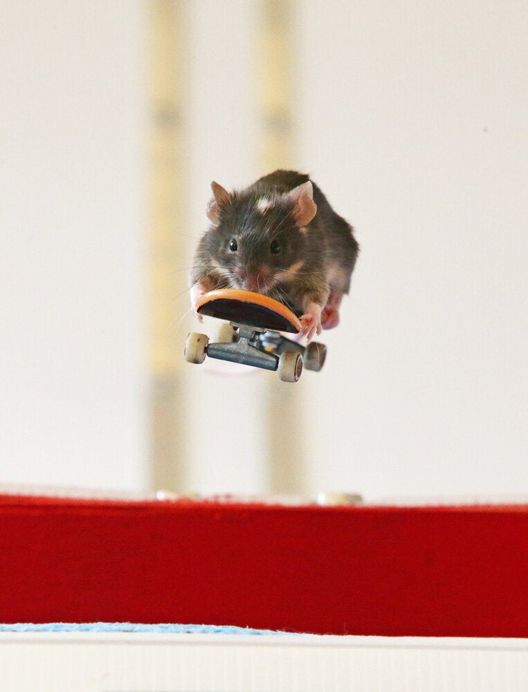 Skateboarding Mice On The Gold Coast