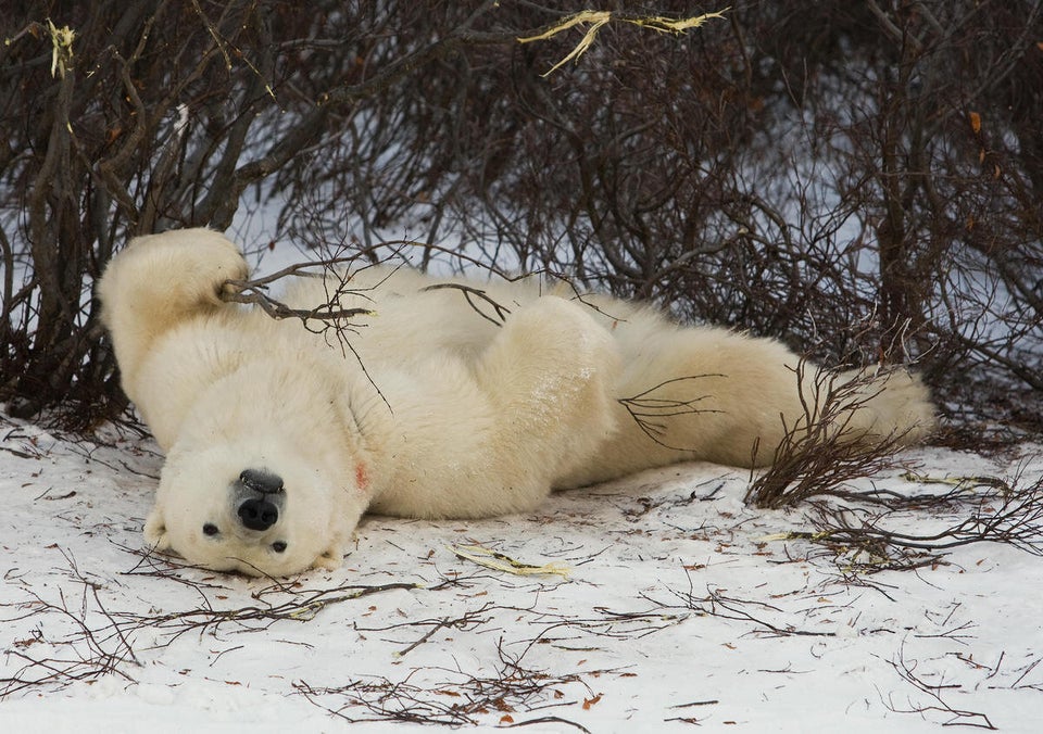 Polar Bears Begin Seal Hunting On Frozen Icepacks In Northern Canada