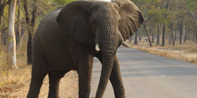 In this Thursday, Oct. 1, 2015 photo, an elephant crosses a road in Hwange National Park, Zimbabwe, about 700 kilometres south west of Harare. Cancer is much less common in elephants than in humans, even though the big beasts' bodies have many more cells. That's a paradox known among scientists, and now researchers think they may have an explanation. In results published Thursday, Oct. 8, 2015 in the Journal of the American Medical Association, compared with other species, elephants' cells contain many more copies of a major cancer-suppressing gene that helps damaged cells repair themselves or self-destruct when exposed to cancer-causing substances. (AP Photo/Tsvangirayi Mukwazhi)