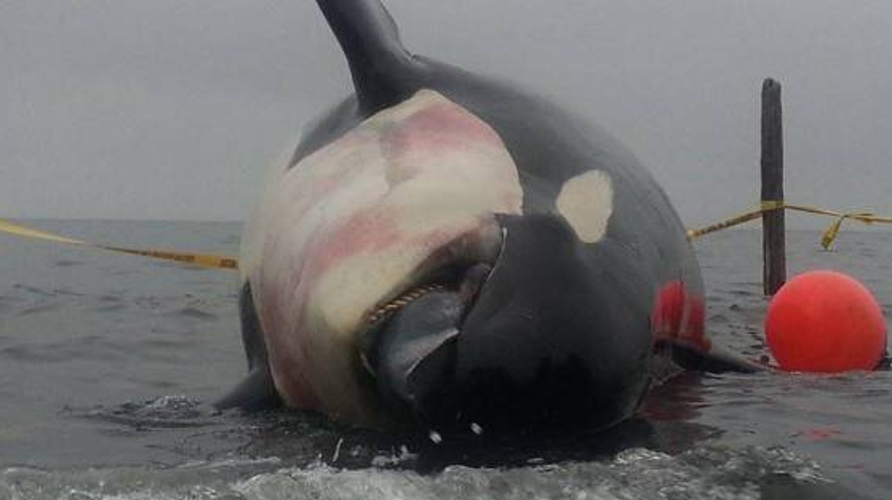 Teeth Stolen From Dead, Pregnant Orca On Vancouver Island | HuffPost