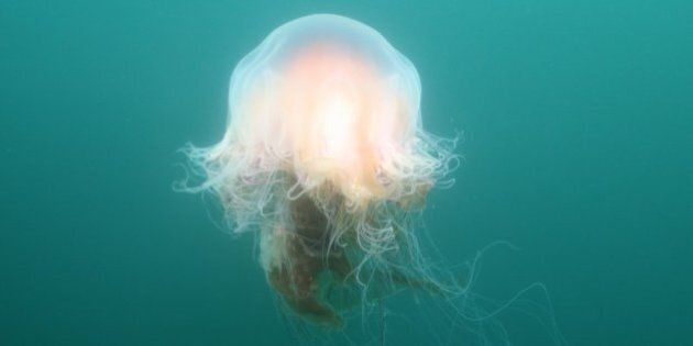 jellyfish in the north sea in iceland