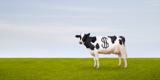 A Holstein Dairy cow with spots in the shape of a dollar sign stands in a pasture.