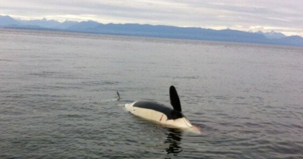 Dead Orca Found Off Bc Coast Is Tragic Loss Photos Huffpost Canada