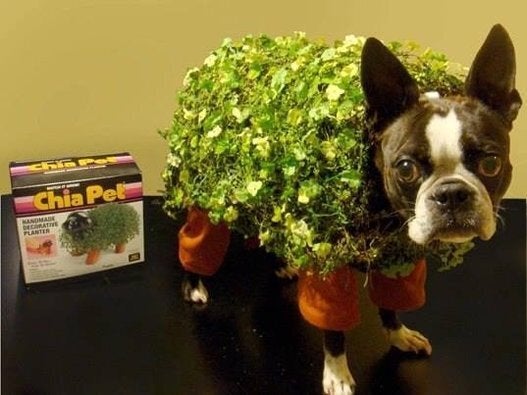 Chia Pet