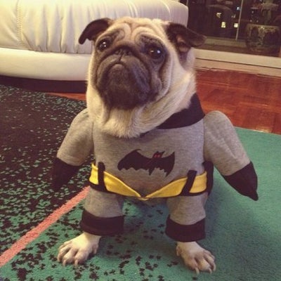 Pug hotsell batman costume