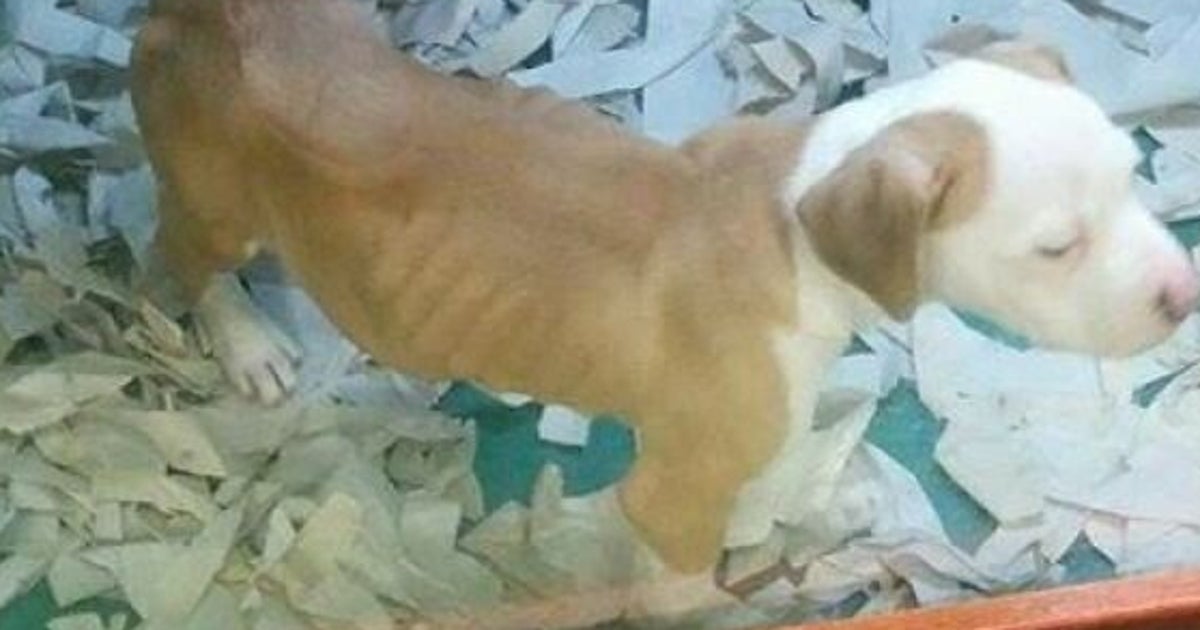 Skinny Puppy Spotted In Edmonton Pet Store, Investigation Underway