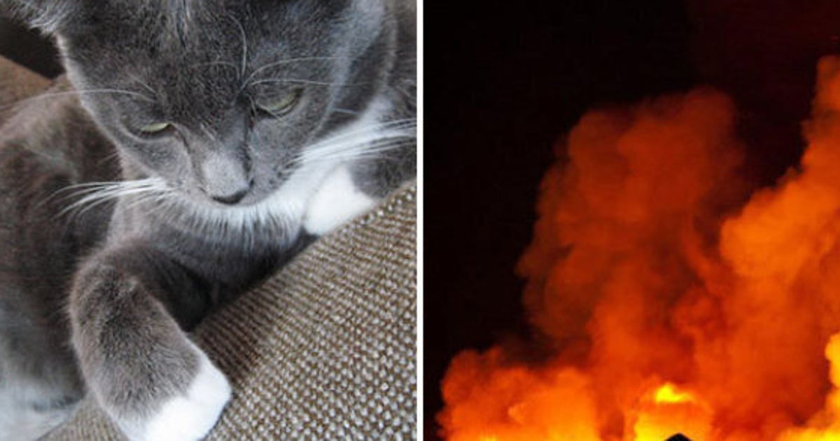Edmonton Cat Found Living In Wall 4 Months After Condo Fire | HuffPost ...