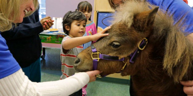 In this Nov. 13, 2014 photo, patients Nathaniel Lopez, left, and Araceli Morales pet Lunar one of two miniature horses from 'Mane in Heaven' that made a visit to the pediatric unit at Rush University Medical Center in Chicago. Mystery and Lunar, small as big dogs, are equines on a medical mission, to offer comfort care and distraction therapy for ailing patients. It is a role often taken on by dogs in health-care settings _ animal therapy, according to studies and anecdotal reports, may benefit health, perhaps even speeding healing and recovery.(AP Photo/M. Spencer Green)